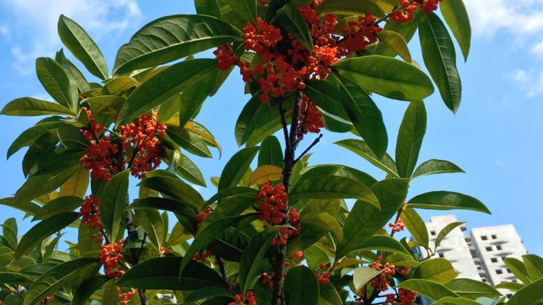 Sugar Osmanthus