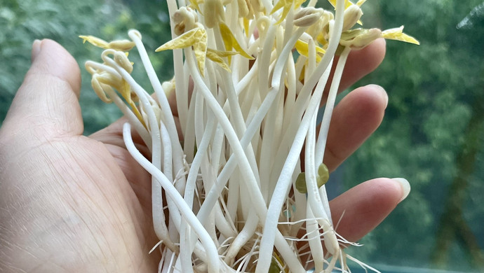 Spontaneous bean sprouts