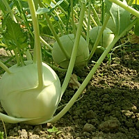 # Juxia rice home-cooked food#relieves cough, reduces phlegm and sobers up the hangoverDetoxify, eat more kohlrabi in autumn to avoid internal heat. Illustration of how to make kohlrabi 1