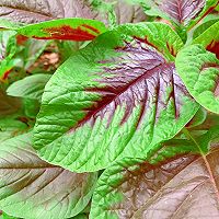 Summer season/Illustration of how to make red amaranth wontons 1