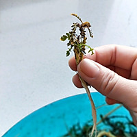 Spring wild vegetables ~ Illustration of how to make stewed potatoes with hillside roots 2