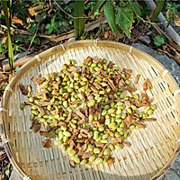 Dried bamboo shoots and green beans--Illustration of how to make spring seasonal snacks 11