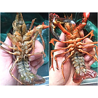 Original fresh water crayfish (with cleaning tips) Illustration of how to do it 1