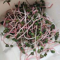  Illustration of how to make cold radish sprouts 2