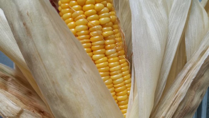 Fresh grilled corn